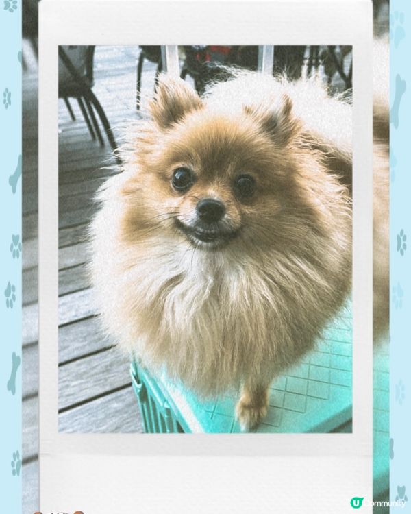 2023年最有feel的松鼠狗😆