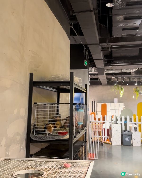 深圳必去餵動物🤣