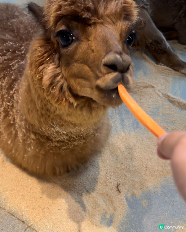 深圳必去餵動物🤣