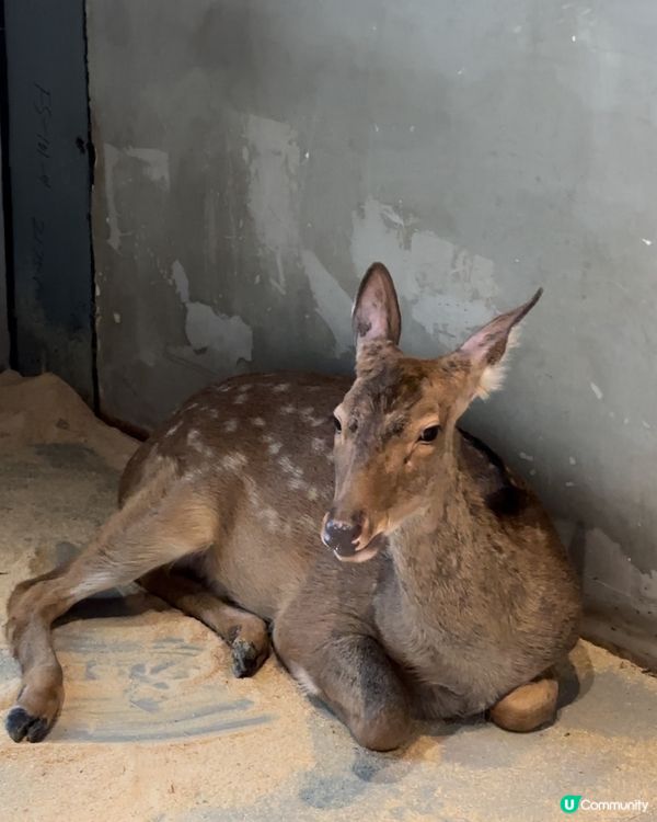 深圳必去餵動物🤣