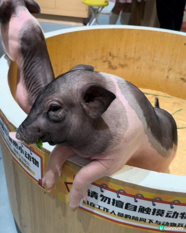 深圳必去餵動物🤣