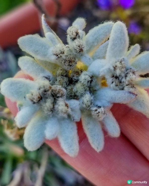 瑞士國花～Edelweiss