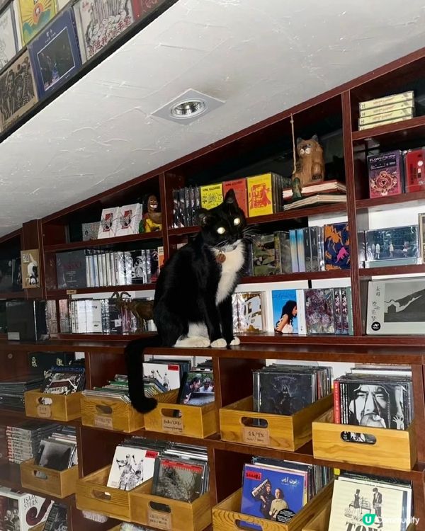 📚深圳最美復古日系書店🐈‍⬛有貓貓店長‼️