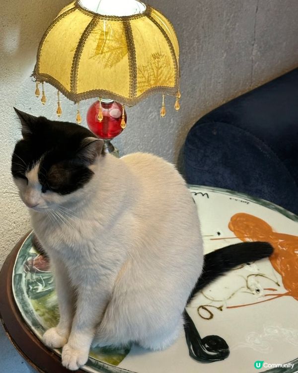 📚深圳最美復古日系書店🐈‍⬛有貓貓店長‼️