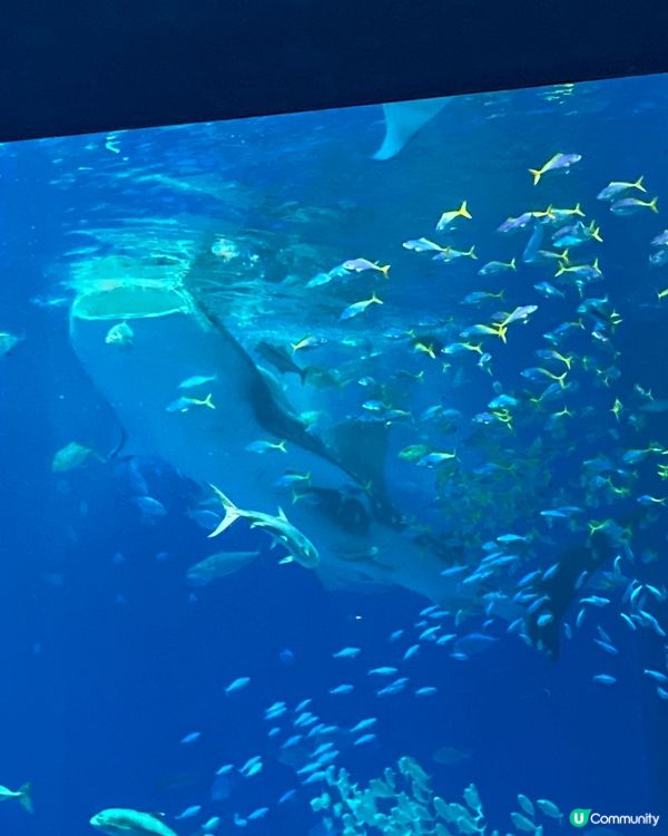 治癒系水族館