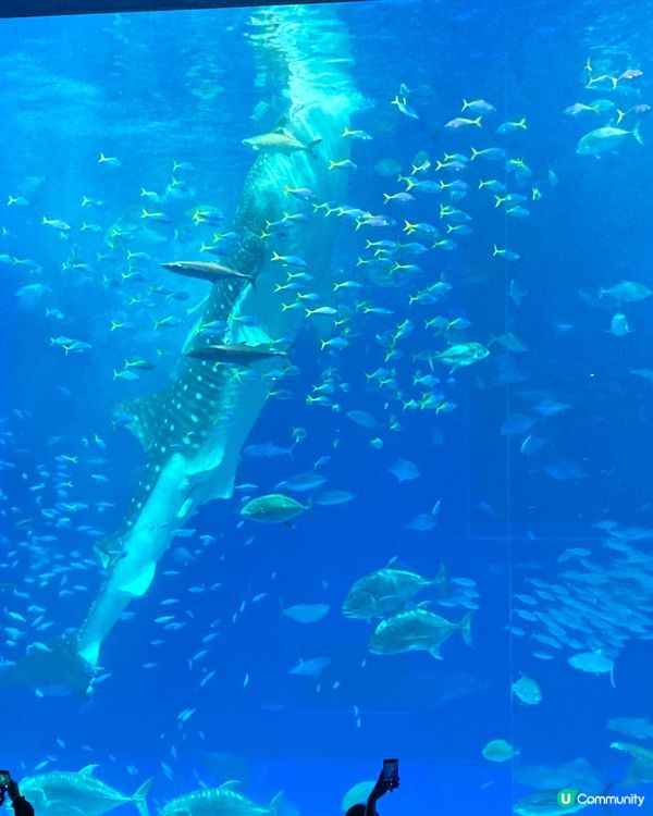 治癒系水族館