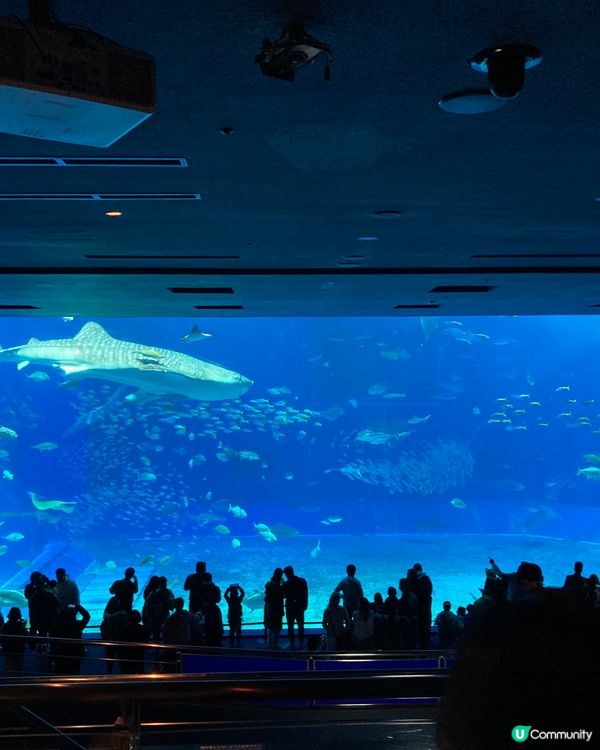 治癒系水族館