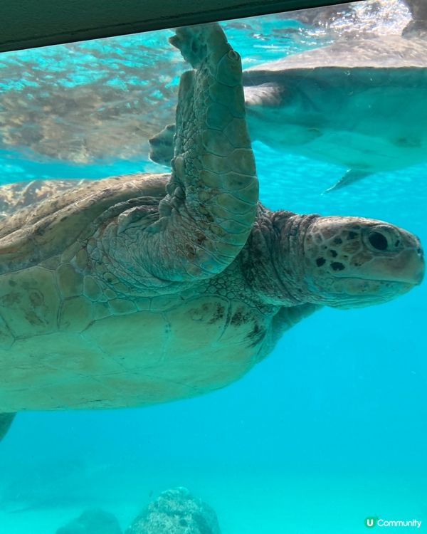 治癒系水族館