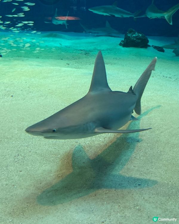 治癒系水族館