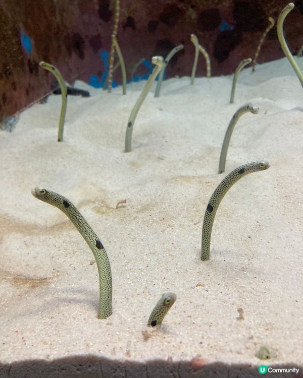 治癒系水族館