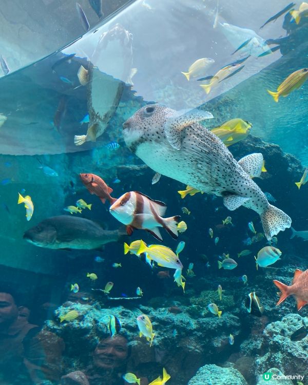 治癒系水族館