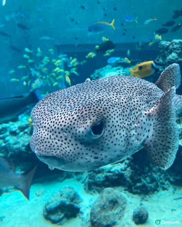 治癒系水族館