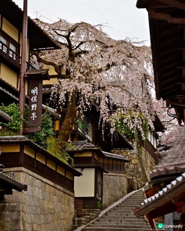 復活節旅行・祇園之桜
