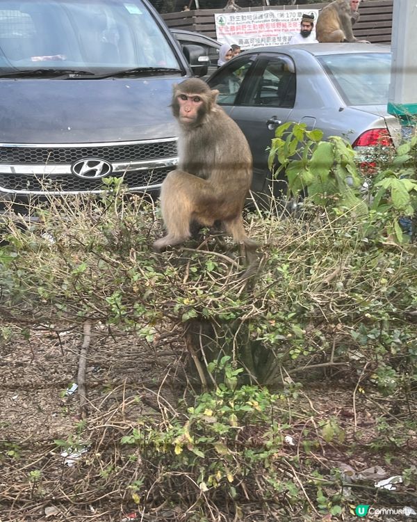 笑到肚痛睇馬騮