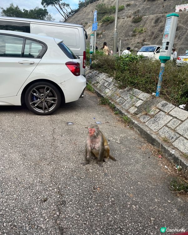 笑到肚痛睇馬騮