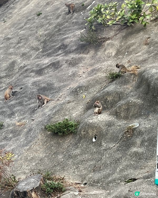 笑到肚痛睇馬騮