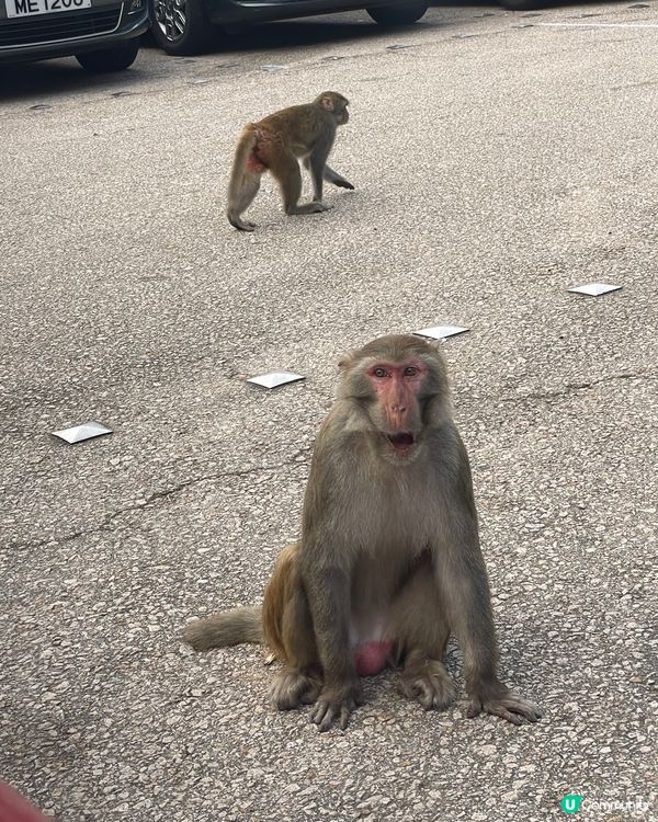 笑到肚痛睇馬騮