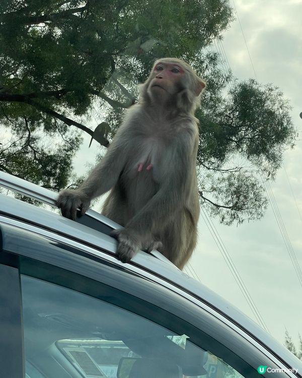 笑到肚痛睇馬騮