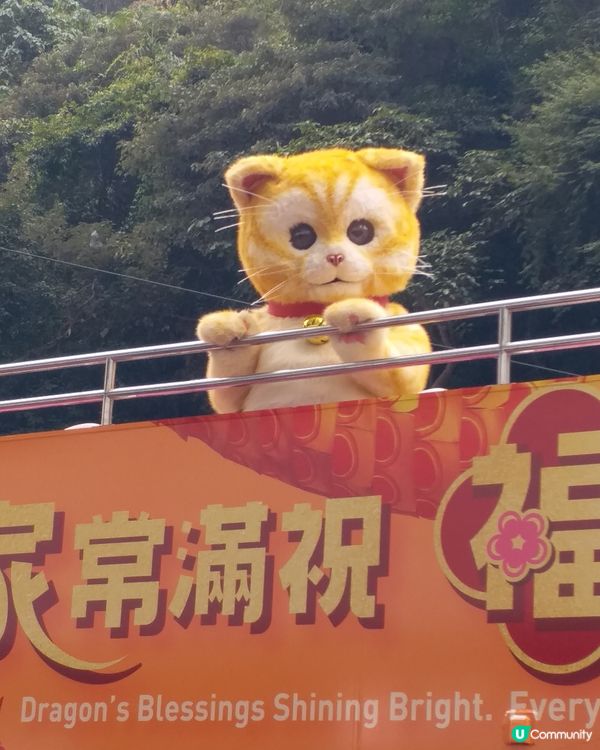 鰂魚涌偶遇🧡萬寧貓🧡so cute 🥰