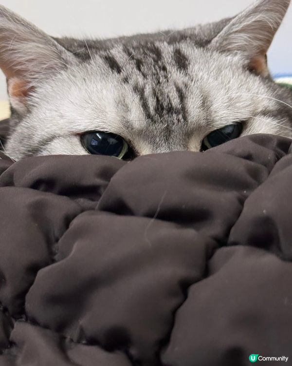 貓咪都要喱埋入被竇 好凍呀 喵🐱