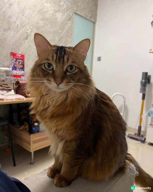 Hello 哥哥姐姐😽😽