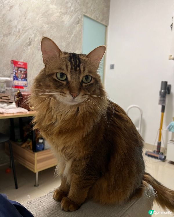 Hello 哥哥姐姐😽😽