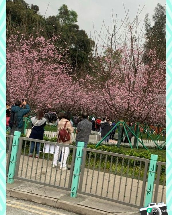 賀年攻略：香港賞櫻好去處