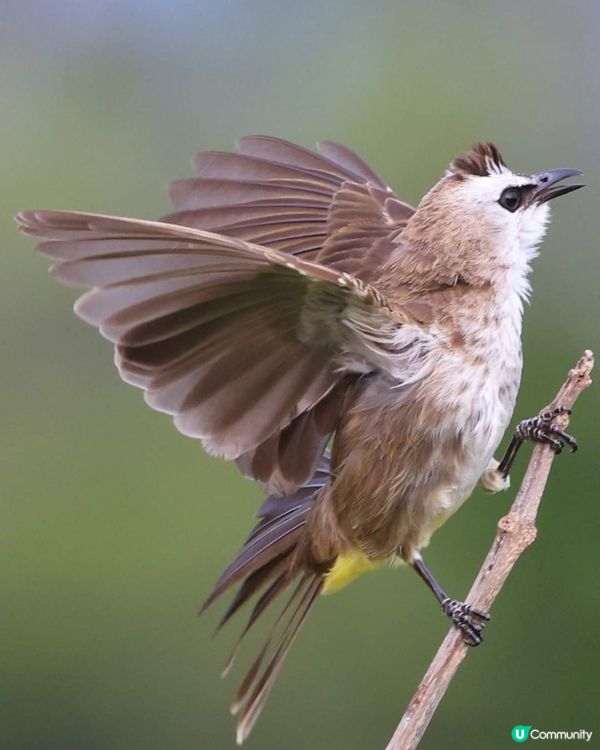 白眉黃臀鵯的求偶行為