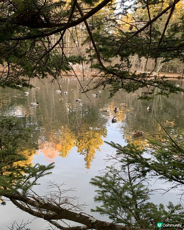 初訪輕井澤雲場池！四季不同景色，絕美大自然畫作！