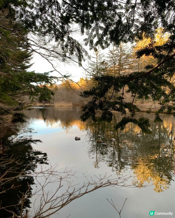 初訪輕井澤雲場池！四季不同景色，絕美大自然畫作！