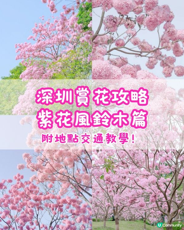 🌸深圳賞花攻略 紫花風鈴木篇 最全合集附地點交通教學🌸