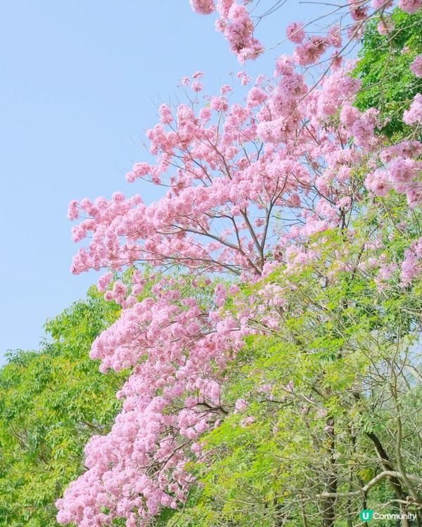 🌸深圳賞花攻略 紫花風鈴木篇 最全合集附地點交通教學🌸