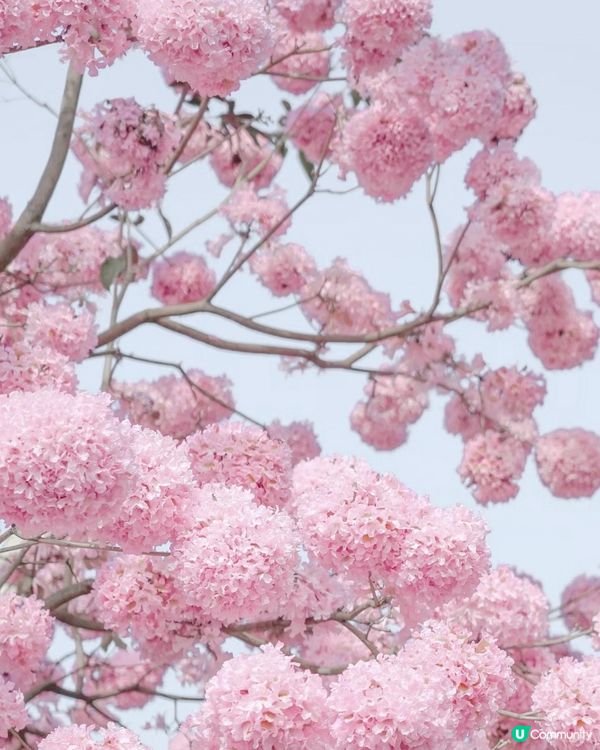 🌸深圳賞花攻略 紫花風鈴木篇 最全合集附地點交通教學🌸