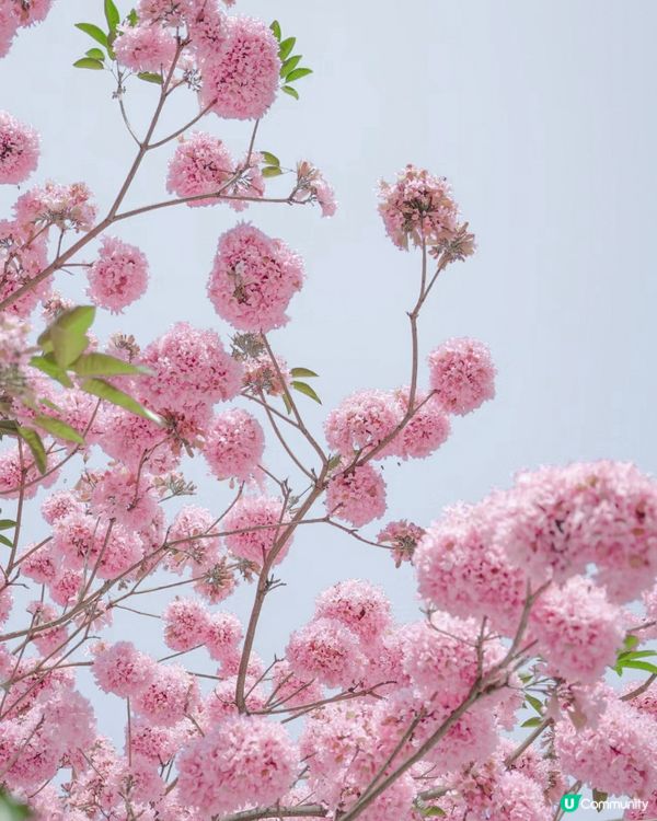 🌸深圳賞花攻略 紫花風鈴木篇 最全合集附地點交通教學🌸