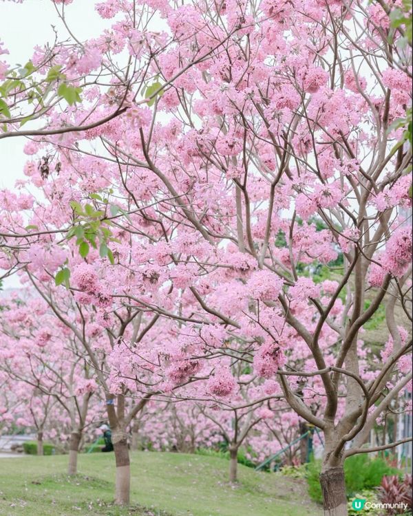 🌸深圳賞花攻略 紫花風鈴木篇 最全合集附地點交通教學🌸