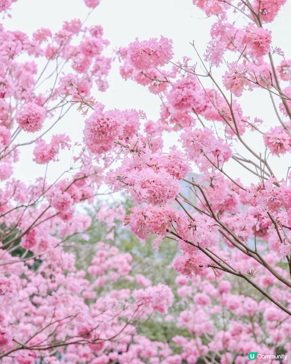 🌸深圳賞花攻略 紫花風鈴木篇 最全合集附地點交通教學🌸
