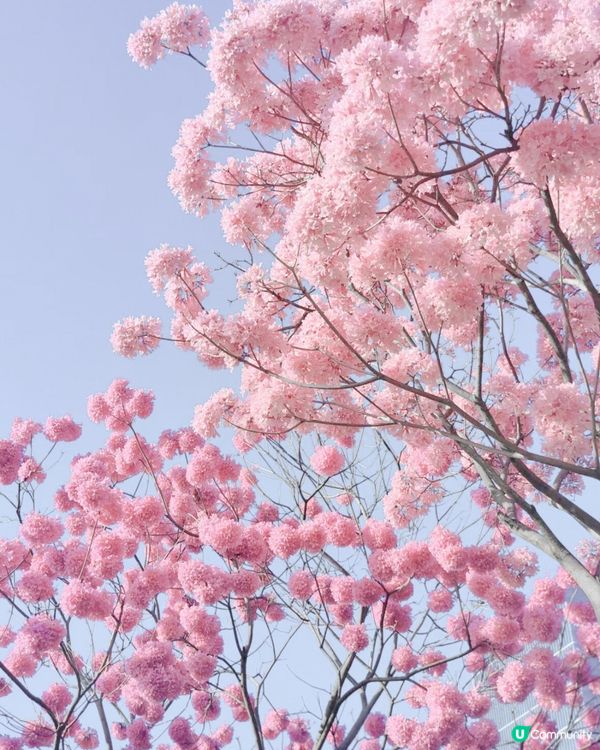 🌸深圳賞花攻略 紫花風鈴木篇 最全合集附地點交通教學🌸