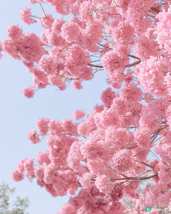 🌸深圳賞花攻略 紫花風鈴木篇 最全合集附地點交通教學🌸