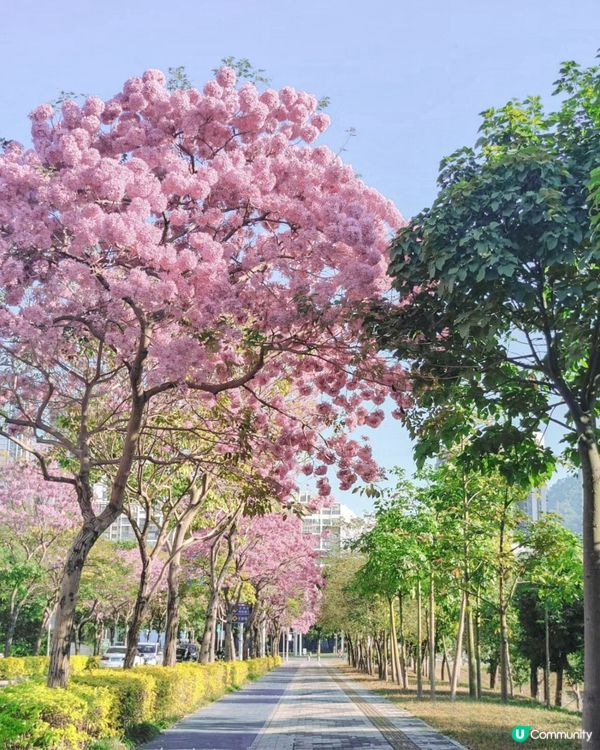 🌸深圳賞花攻略 紫花風鈴木篇 最全合集附地點交通教學🌸