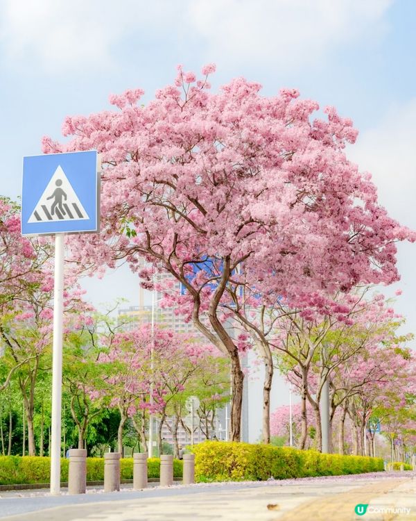 🌸深圳賞花攻略 紫花風鈴木篇 最全合集附地點交通教學🌸