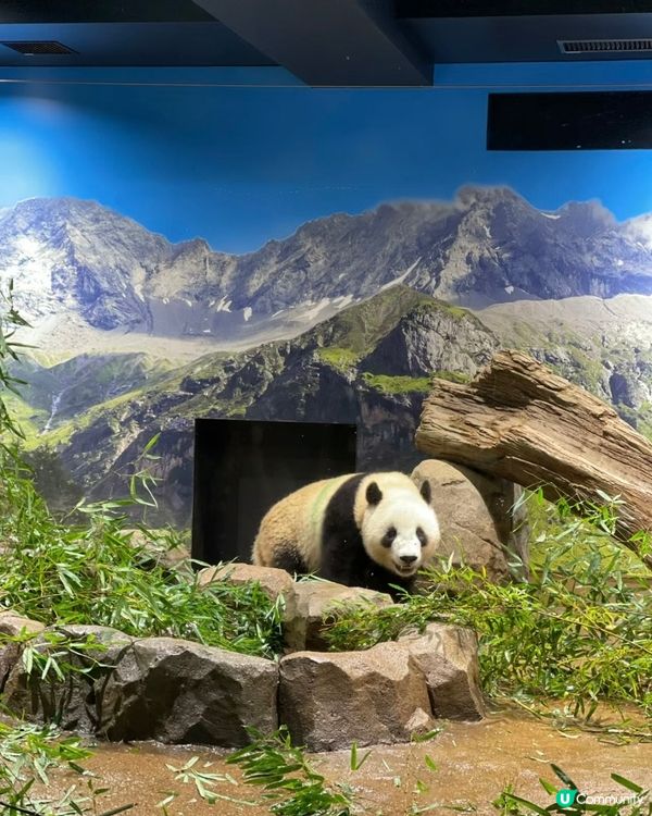 去動物園睇動物