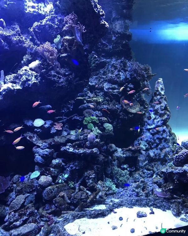 陽光水族館🐠