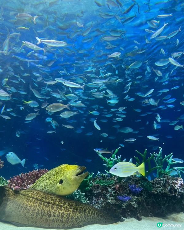 陽光水族館🐠