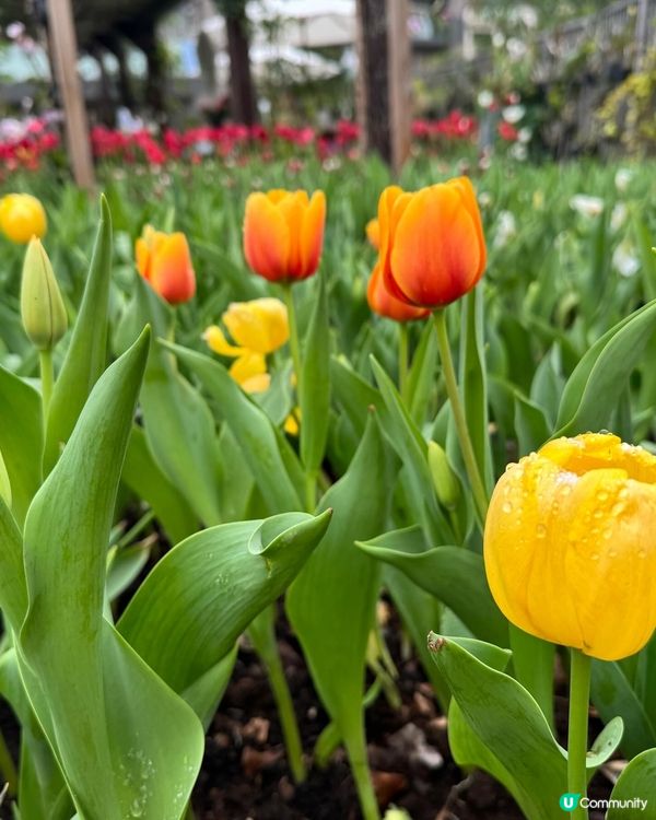 大埔小白鷺Lake House花田打卡時間表