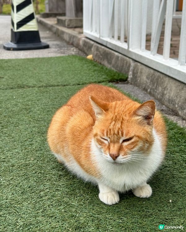 大埔小白鷺Lake House花田打卡時間表