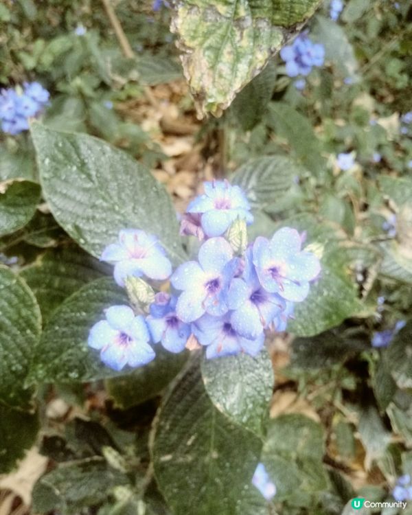 可愛花多可愛