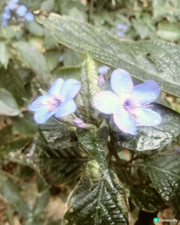 可愛花多可愛