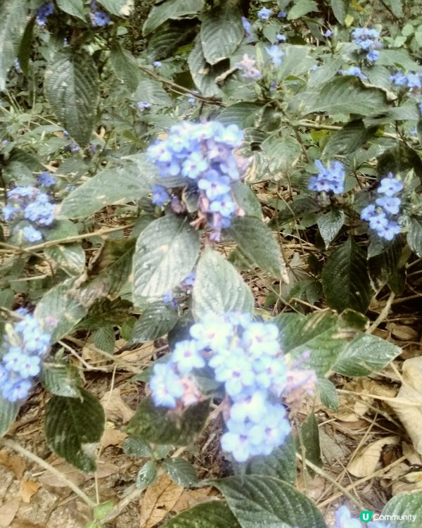 可愛花多可愛