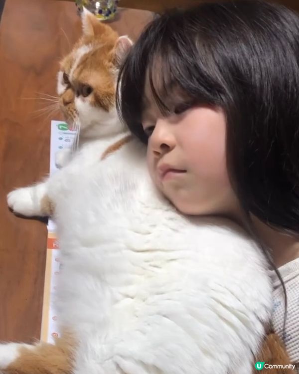 陪讀的喵