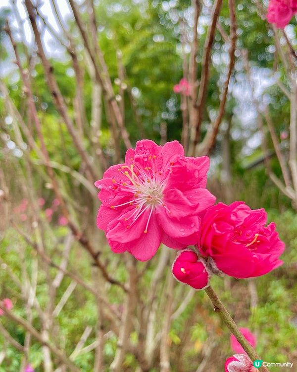 隱匿山間的小眾絕美寺廟，新年祈福好去處
